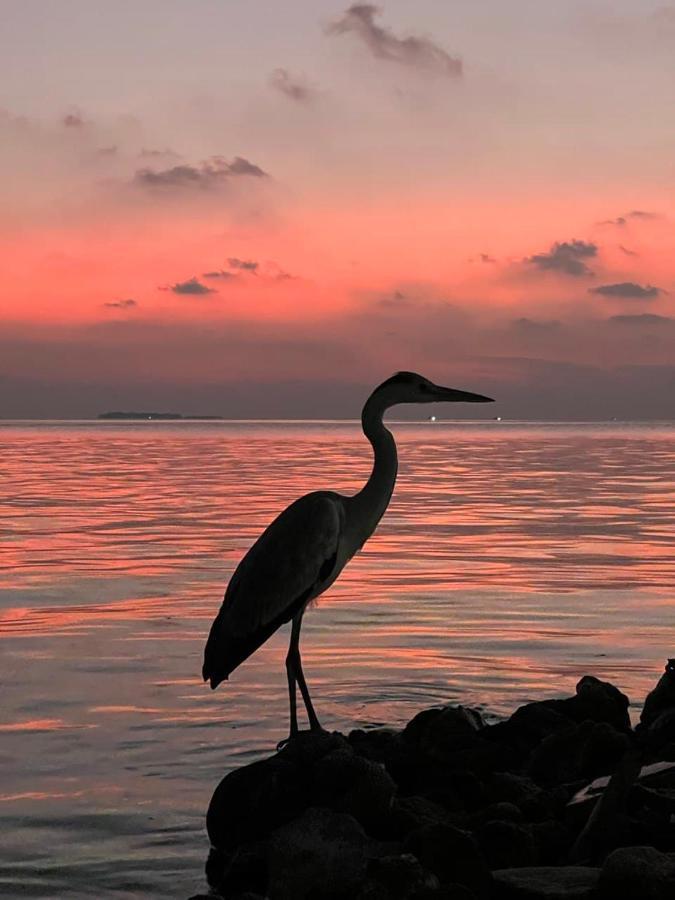 Raalhu Dhangethi Bed & Breakfast エクステリア 写真